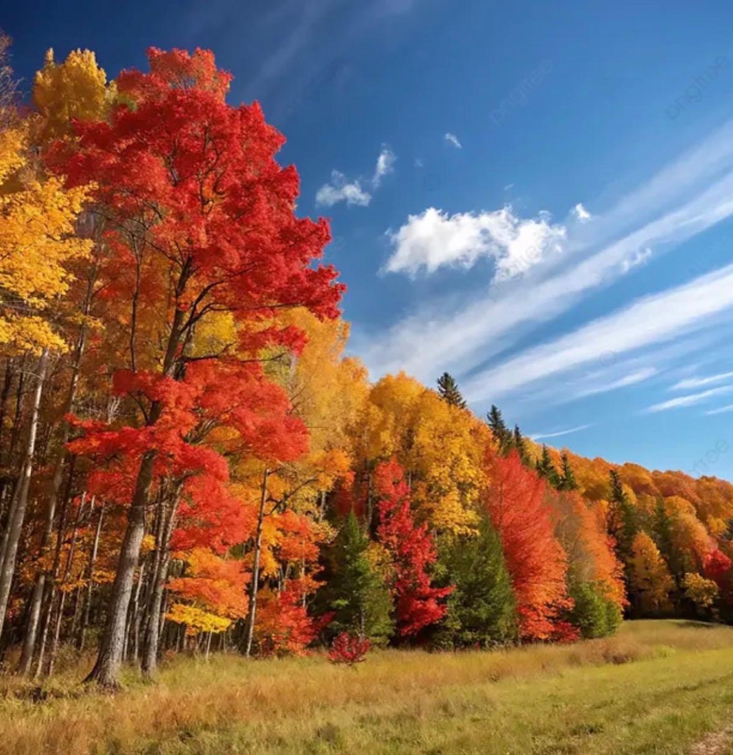 Bosque de otoño con hojas rojas y doradas, inspiración del retiro Otoño. El arte de soltar